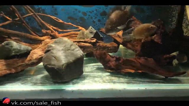 Отсадник на 240 литров. Мускусная черепаха. Красноплечие северумы. Сомы L-200 смотреть онлайн