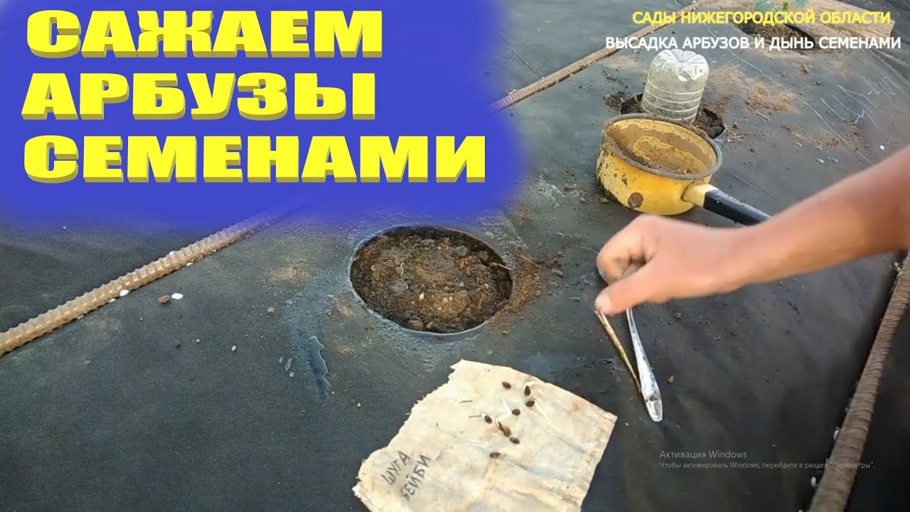 Посадка арбузов.Посадка арбузов в открытый грунт семенами смотреть онлайн