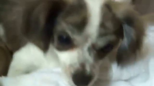 Chihuahua Giving Birth To 4 Cute Puppies. Deer Head Chihuahua's смотреть онлайн