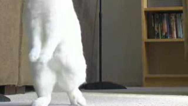 Дрессированный кролик смотреть онлайн