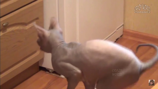 умница Гаврюша смотреть онлайн