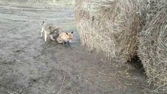 такого ещё никто не видел смотреть онлайн