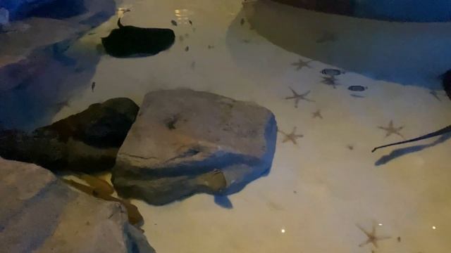 The Lost Chambers Aquarium 4K Hotel Atlantis the Palm Dubai Jumeirah смотреть онлайн