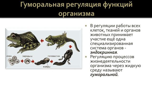 Биология 7 класс. Урок 56 смотреть онлайн
