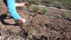 поздняя обрезка роз весной, питомник  полины козловой rozarium.biz, late pruning of roses in spring