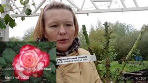 Розы Бутримовых - нет слов!?Городские розы с журавлями.?