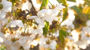 Весна пришла! Мелодия Весны. Удивительно красивая музыка