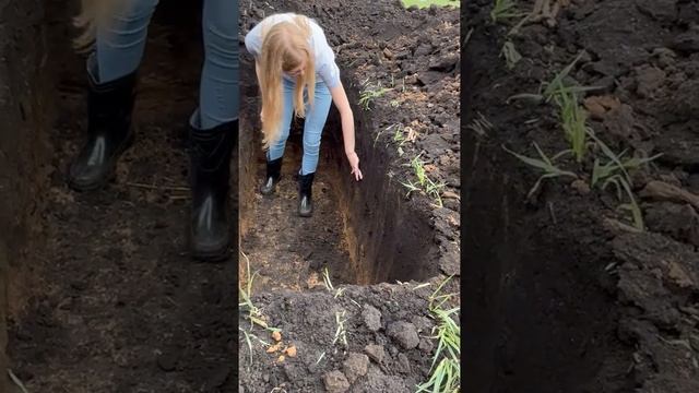 Почвенный разрез "Агроплем" в Липецкой области, Долгоруковский рфйон (ГК "Трио") смотреть онлайн