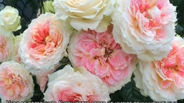 Роза Цезарь (Cesar) — описание сорта