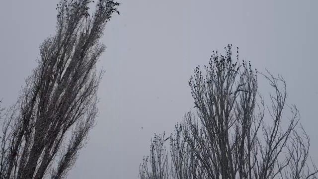 Скворцы прилетели Столько птиц вы не видили смотреть онлайн