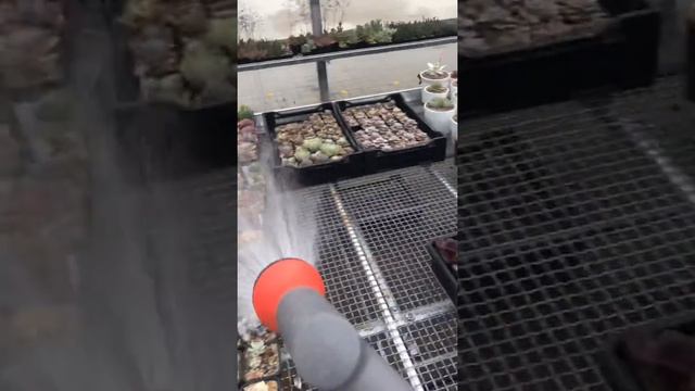 Болтаю о разном в процессе полива смотреть онлайн