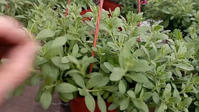 Кашпо калибрахоа будет очень пышной и красивой! ?? смотреть онлайн