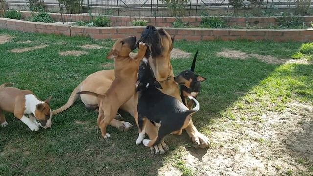 Канарский дог , преса канарио и щенки миниатюрного бультерьера смотреть онлайн