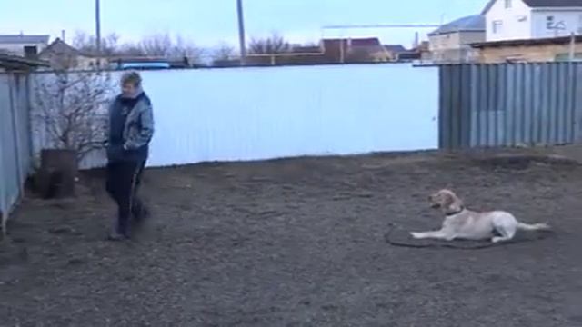 лабрадор Балу( 10 дней на обучении) смотреть онлайн