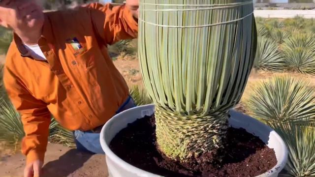 Yucca rostrata - Big Bend Yucca Company смотреть онлайн