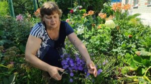 Обрезка карпатского колокольчика