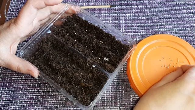 Как посеять фейхоа смотреть онлайн