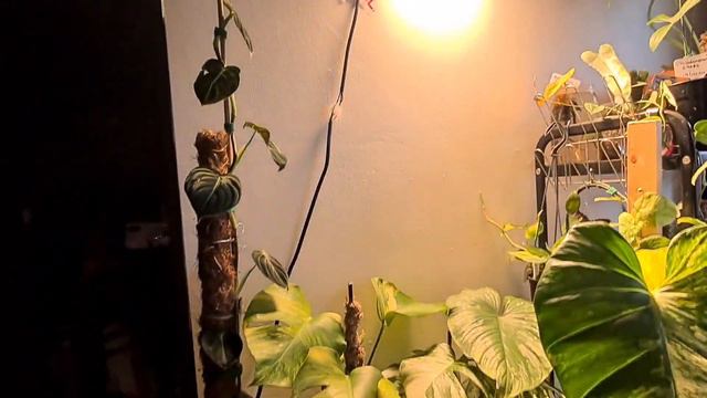 Monstera Thai Constellation Unboxing, Price, Care - Ruby's Plants смотреть онлайн