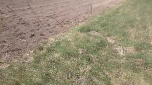 ВСЛ-2  живая изгородь, которая зарабатывает!