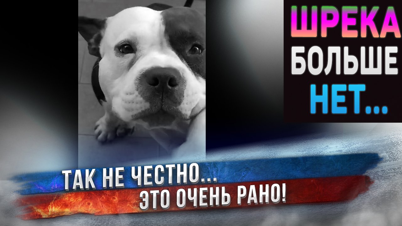В память о Шреке. Один год жизни самой счастливой собаки. Только один год... ? смотреть онлайн