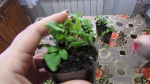 ОЧЕНЬ ПРОСТО ПРИЩИПЫВАЮ БАКОПУ!!!