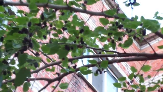 Урожай шелковицы чёрной . Очень вкусная ягода !!! смотреть онлайн