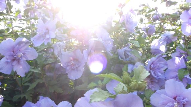 Blue Chiffon® Rose Of Sharon From Proven Winners® – Martin's Home & Garden With Garden Answer