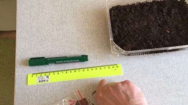 Как получить отличную рассаду. Эксперимент. Посев мелкоплодной земляники. смотреть онлайн