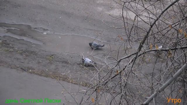 голуби в Пасху смотреть онлайн