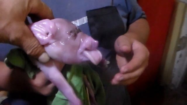 У свиноматки родился поросёнок урод с недоразвитой головой. смотреть онлайн