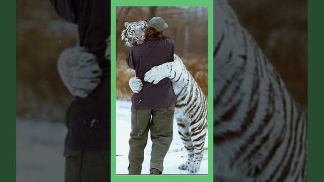 Белый тигр. Красная книга. Презентация для детей смотреть онлайн