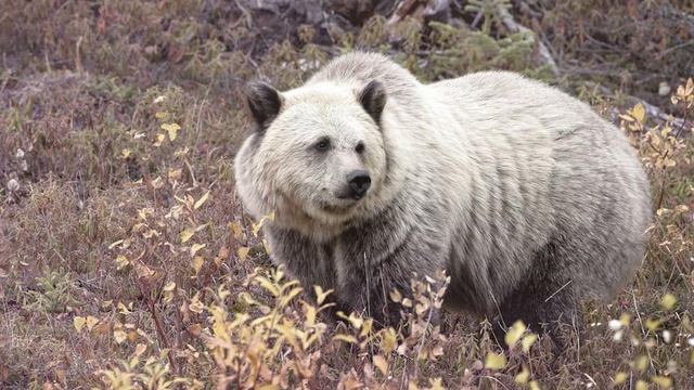 ПИЗЗЛИ? Кто это? Из-за глобального потепления появляются новые гибриды животных!