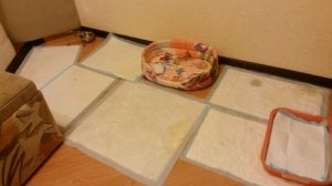 Как мы быстро приучили йорка к пелёнке