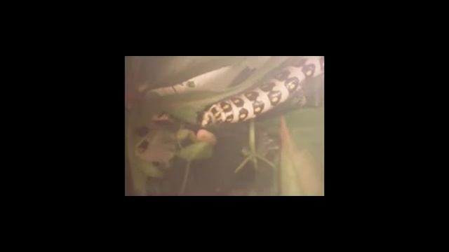 Hyles nicaeae (L5) feeding on Parthenocissus quinquefolia смотреть онлайн