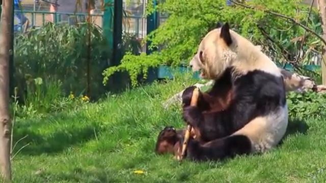 Tiergarten Schönbrunn. Big panda. Вена. Зоопарк во дворце Шенбрунн. Панда ест бамбук смотреть онлайн