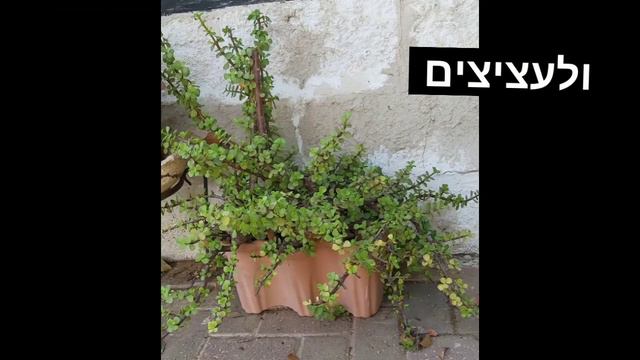 סוקולנטים למתחילים. סרטון הדרכה על ריבוי וגידול של רגלנית אפריקנית/עץ השפע. מבית גינה מצמיחה смотреть онлайн