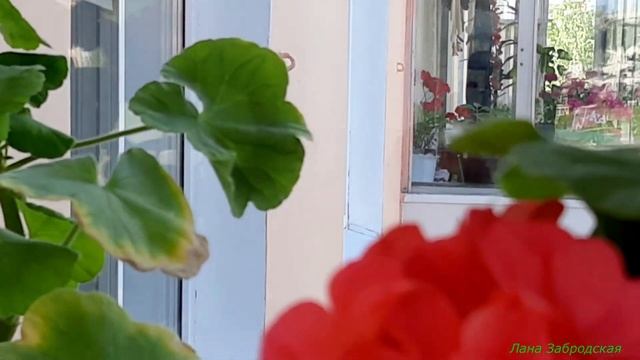 Сортовые пеларгонии цветут на балконе смотреть онлайн