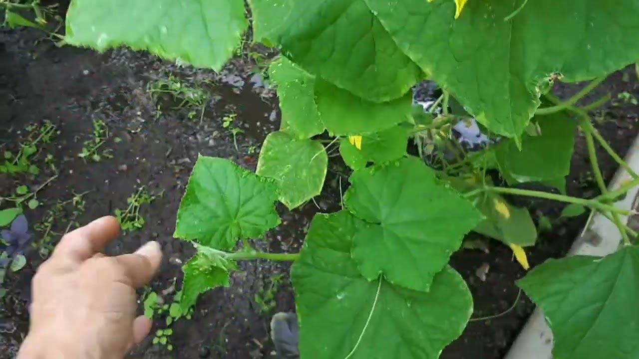 Огуречные хлопоты.