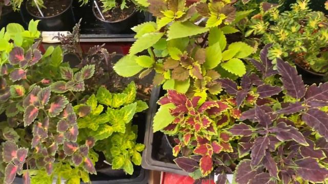 Колеусы- моя коллекция смотреть онлайн