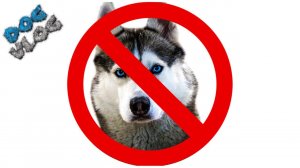 DOGVLOG: 20 ПРИЧИН ПРОТИВ ХАСКИ. Говорящая собака. Хаски Бандит