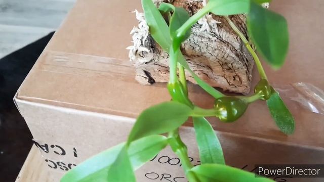 A New Dendrobium In The Collection; Dendrobium Findlayanum