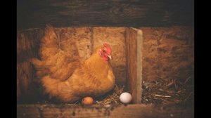 TUSHDA TOVUQ TABIRI | TUSHDA TOVUQ KO'RSA NIMA BO'LADI..!