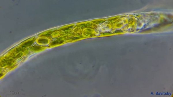 Эвглена под микроскопом \ Euglena under the microscope