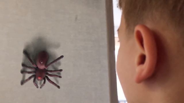 Большой паук пробрался в дом. Веселое видео для детей. смотреть онлайн