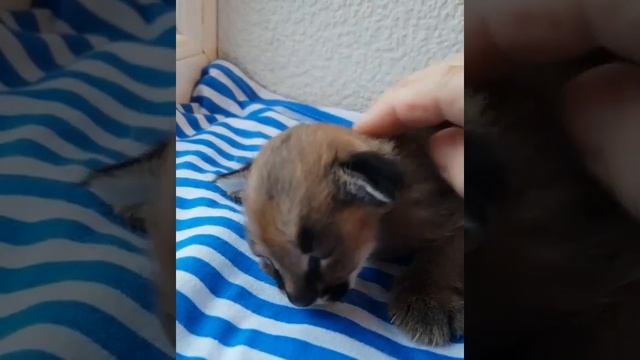 Котенок КАРАКАЛА (Эксклюзив)