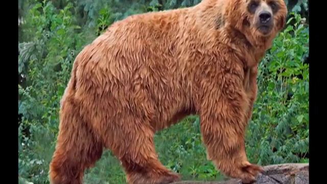 2010 Video 2 Photoshop: Defilia The Explorer смотреть онлайн