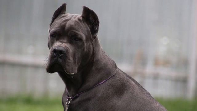 Трой❤️#tttt #cane #канекорсо #canecorso #canecorsoitaliano #канекорсоитальяно #кане