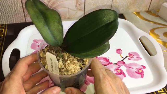 122)🔴Phal.Legenda/Что Происходит... смотреть онлайн