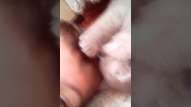 Моя кота лайк если хотели бы его смотреть онлайн