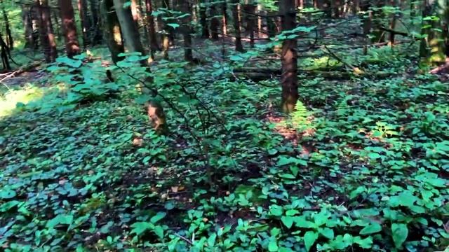 ЗАКАЧАЙ СЕБЕ ЭМОЦИИ. ЛЕТО ЭТО КАЙФ. ГРИБЫ ДЛЯ ЗИМНЕГО ЗАСТОЛЬЯ. смотреть онлайн